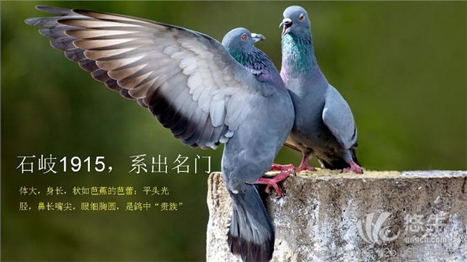 惠州哪里有鸽子蛋卖,【小孟鸽】原