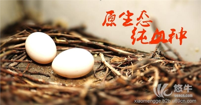 阳江鸽子蛋的营养成分【小孟鸽】中